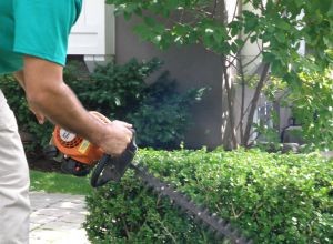 Hedge Trimming