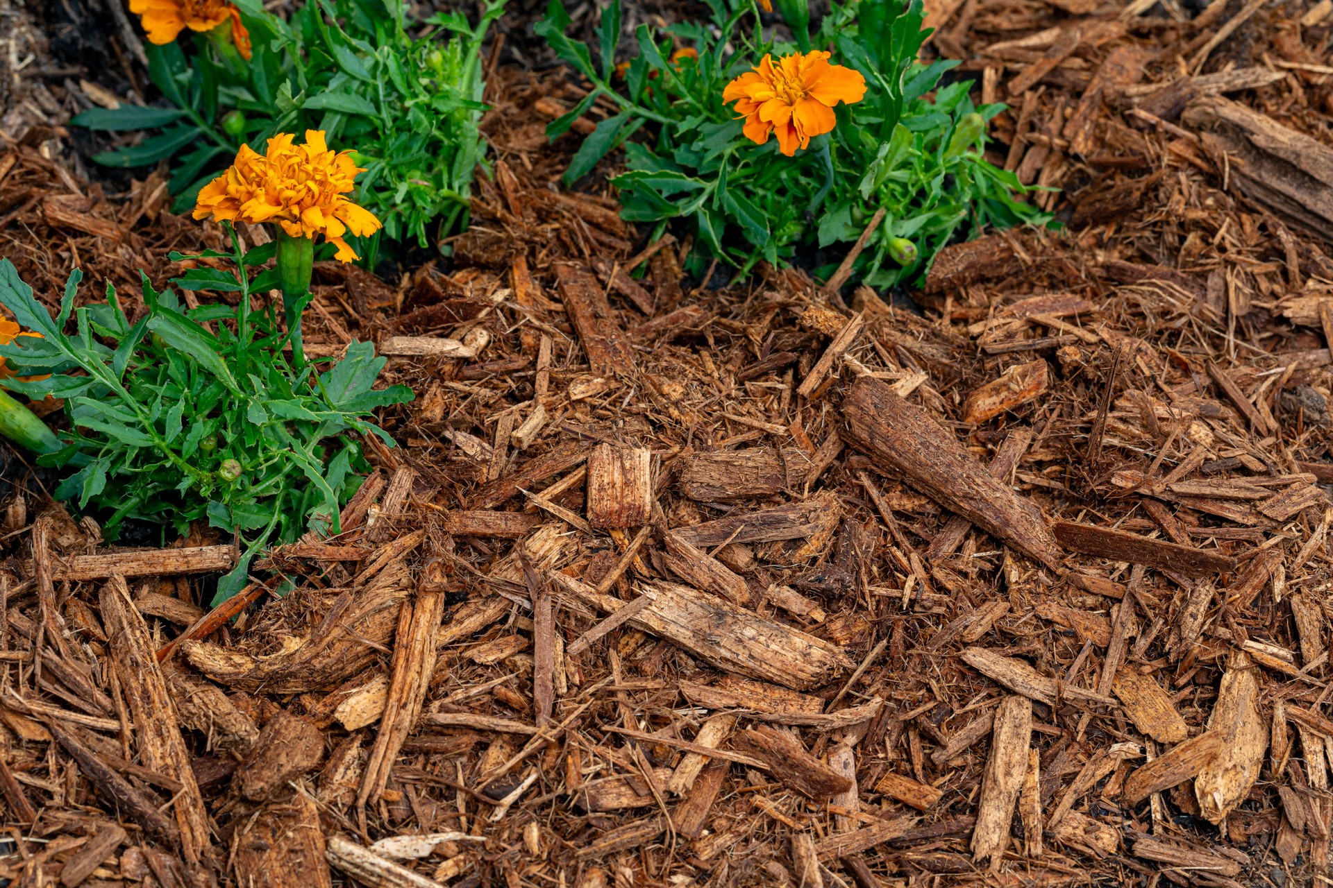 Brown wood mulch in flowerbed. Lawncare, gardening and backyard landscaping concept