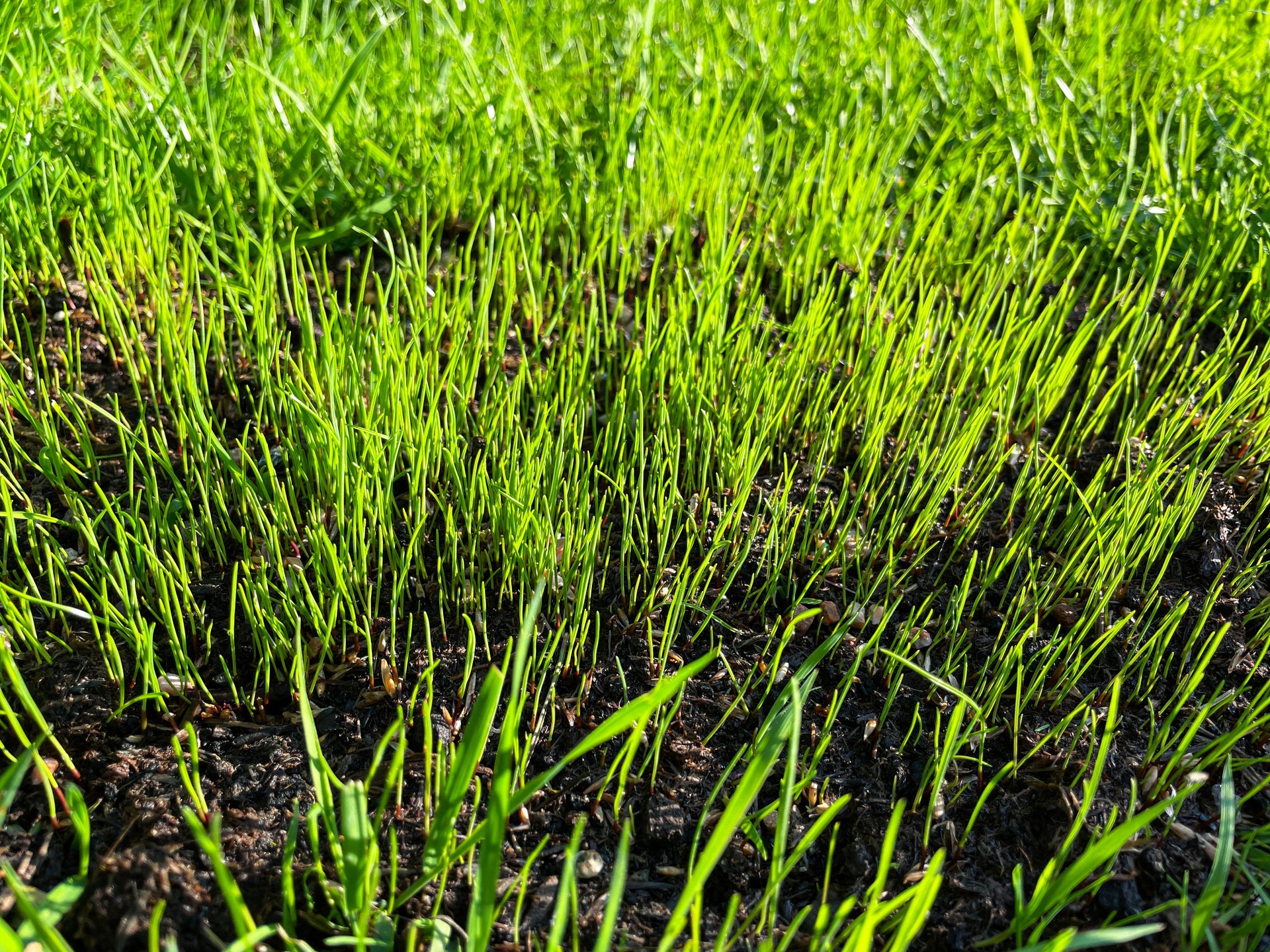 Full frame image of fresh green grass shoots from sown seed, rejuvenated, damp and muddy green grass, Summer lawn maintenance, focus on foreground