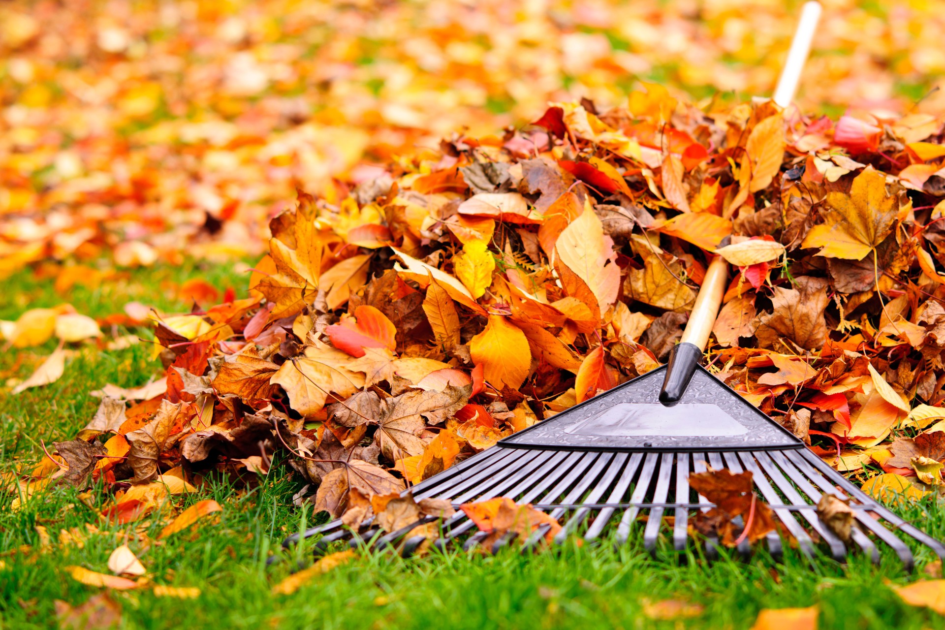 Fall leaves with rake